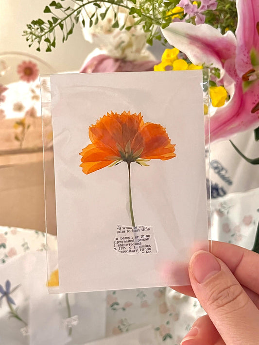 Transparent Floral Cards 5-Pack